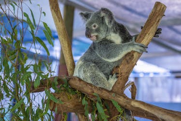 Billet d’entrée au parc Kuranda Koala Gardens